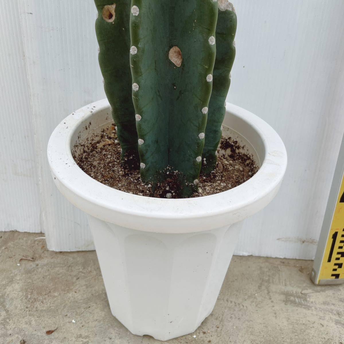 Amazon.co.jp: 多肉植物 柱サボテン ブランチ 8号 大型大株 02 : DIY